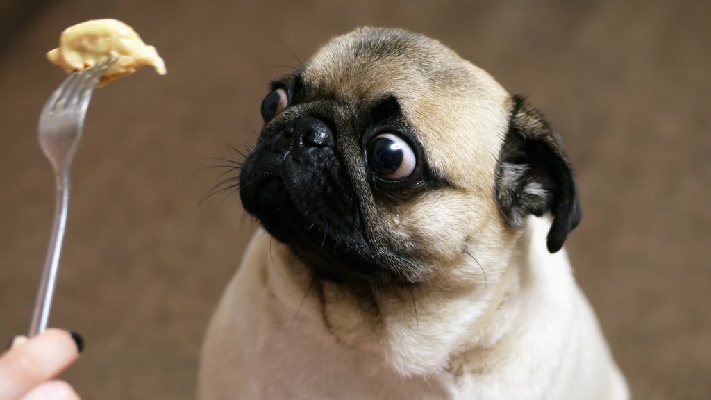Funny portrait of a surprised and hungry pug, girl teases a dog with food, hypnotizes moving food in front of the muzzle